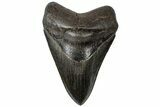 Serrated, Fossil Megalodon Tooth - Collector Quality #310394-1